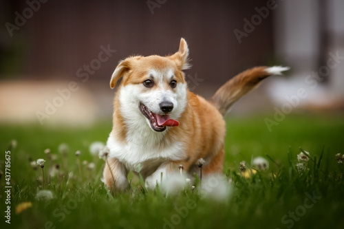 Running Welsh Corgi Pembroke puppy in grass