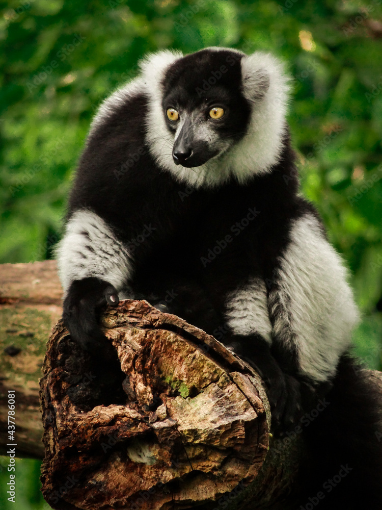 Obraz premium White collared lemur