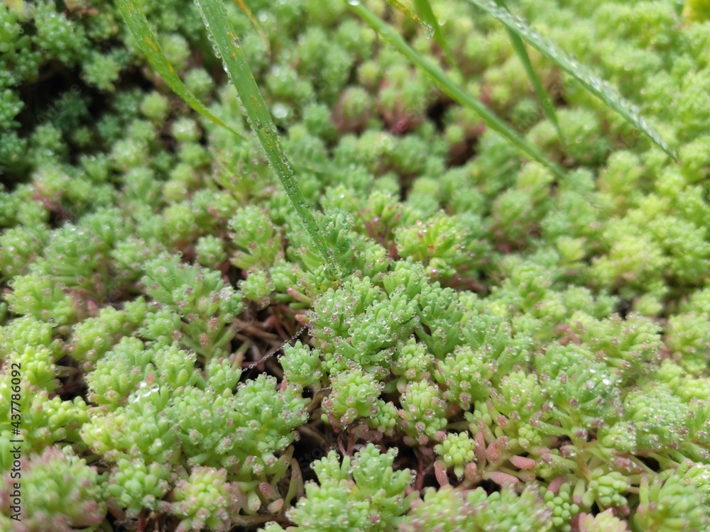 green moss on the ground green moss on the ground