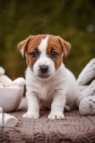 Jack russel terrier puppy with marshmallow