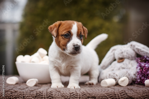 Jack russel terrier puppy with marshmallow