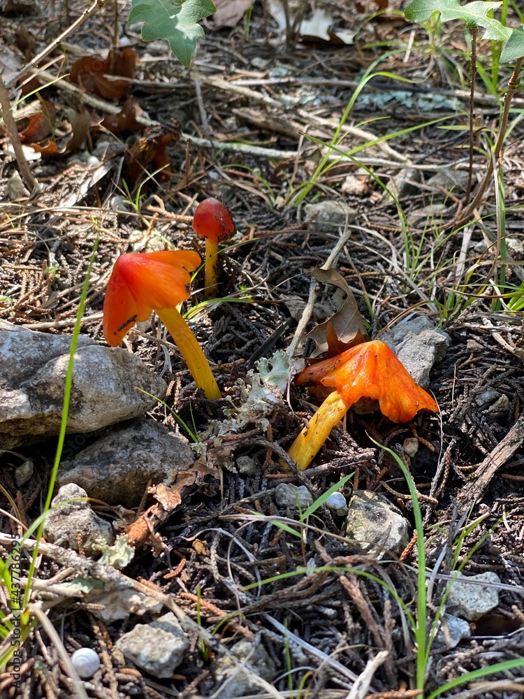 mushrooms in the forest