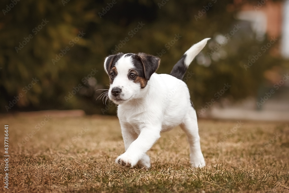 Running Jack Russel Terrier puppy