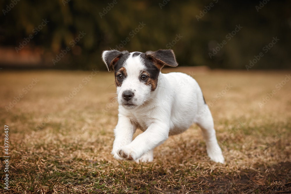 Running Jack Russel Terrier puppy