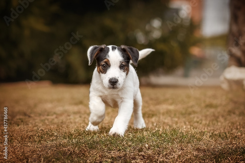 Running Jack Russel Terrier puppy