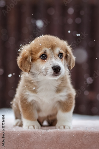 Cute Welsh Corgi Pembroke puppy