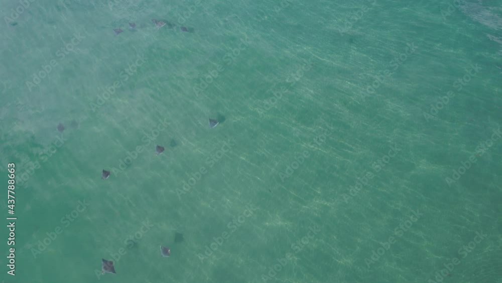 Stingrays swimming in the ocean Stingrays swimming in the ocean
