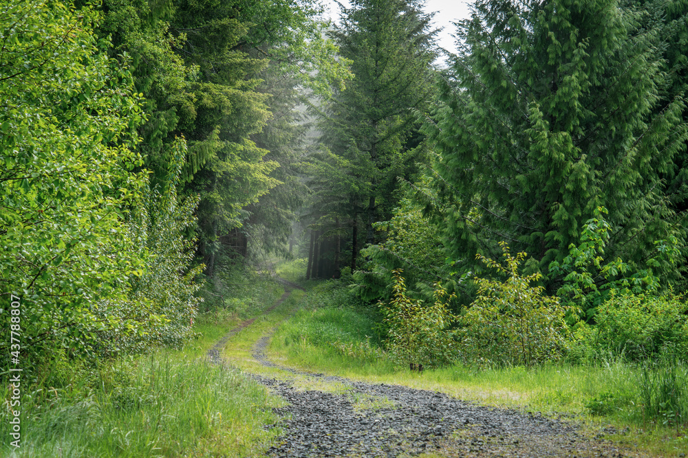 Dirt Road Leads into foggy forest Dirt Road Leads into foggy forest