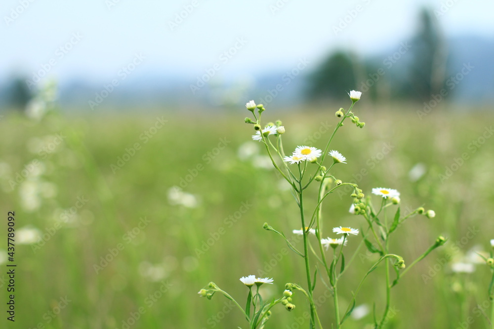 flower flower
