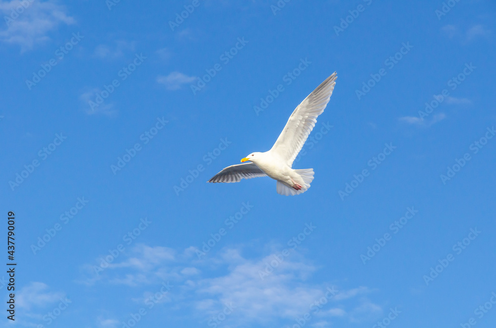 Obraz premium Seagull, bird, wildlife, ocean, sky