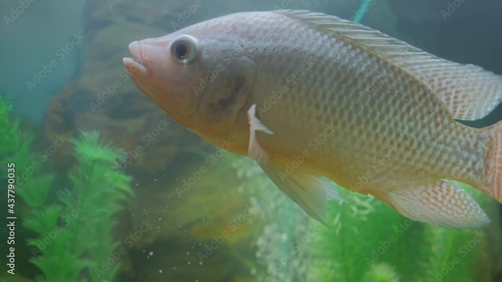 Grey cichlid fish - Maylandia zebra swimming around in glass aquarium - close up view. Pet and care concept Grey cichlid fish - Maylandia zebra swimming around in glass aquarium - close up view. Pet and care concept