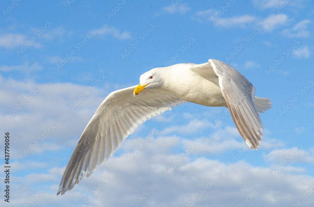 Seagull, bird, wildlife, ocean, sky Seagull, bird, wildlife, ocean, sky