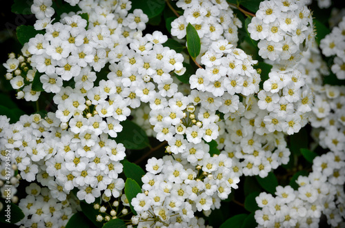 Small, white spirea flowers among green leaves on branches