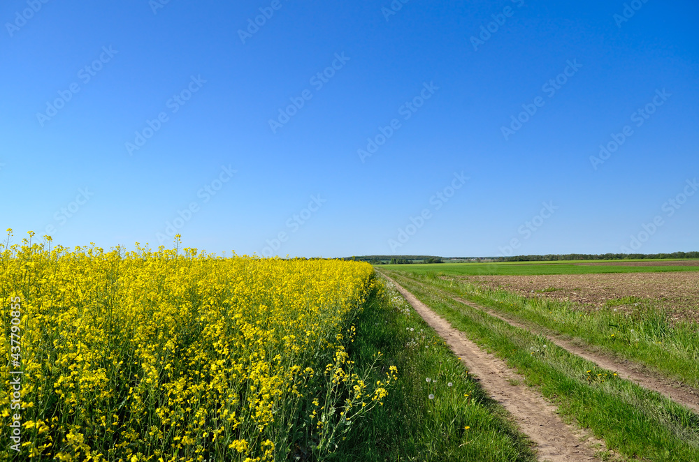 Dirt road among the blooming rapeseed field