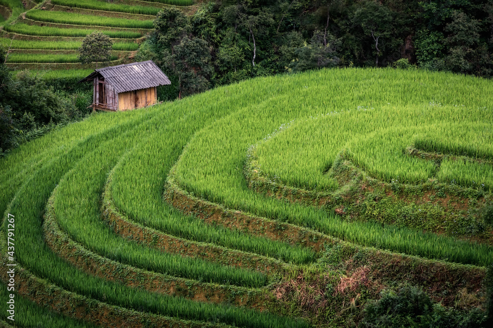 Landscaped Scenery View of Agriculture Rice Fields, Nature Landscape of Rice Terrace Field at Sapa, Vietnam. Panorama Countryside Valley Scenic With Mountain of Agricultural Farmland Background.