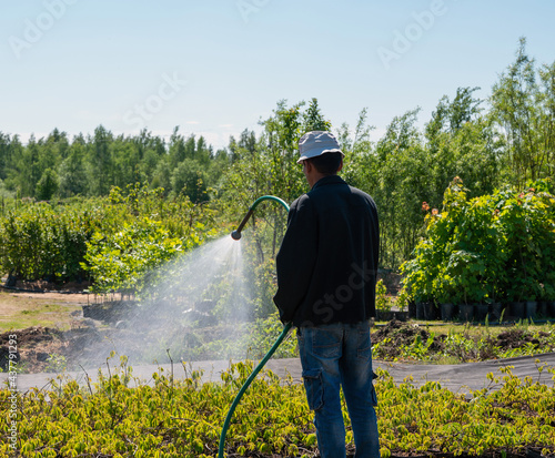 Unrecognizable person who irrigating plants manually  in nursery in Russia