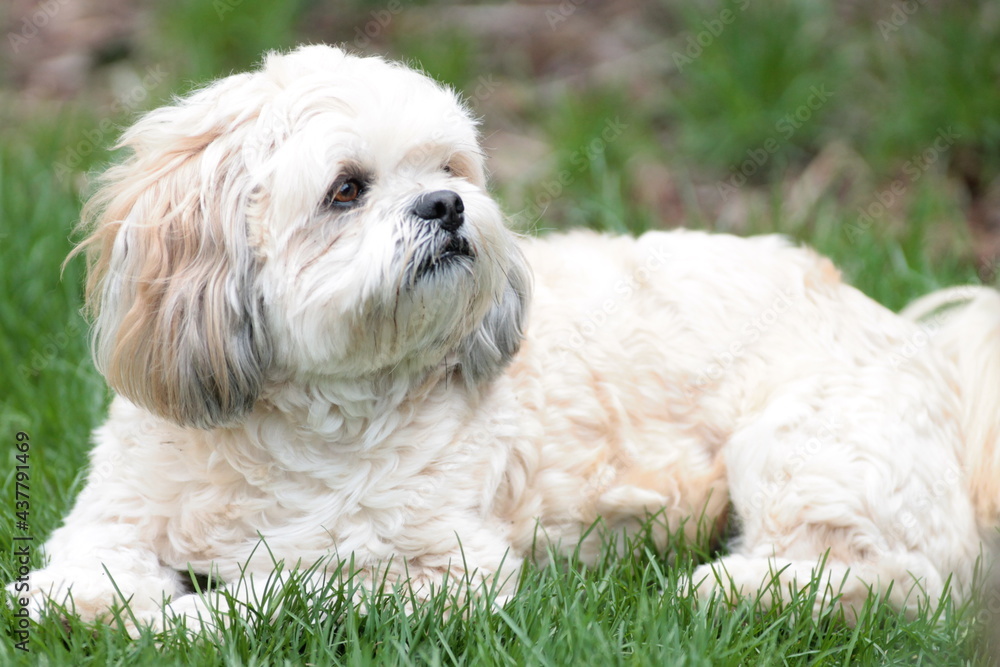 Lhasa Apso Laying in Grass Looking Up Lhasa Apso Laying in Grass Looking Up