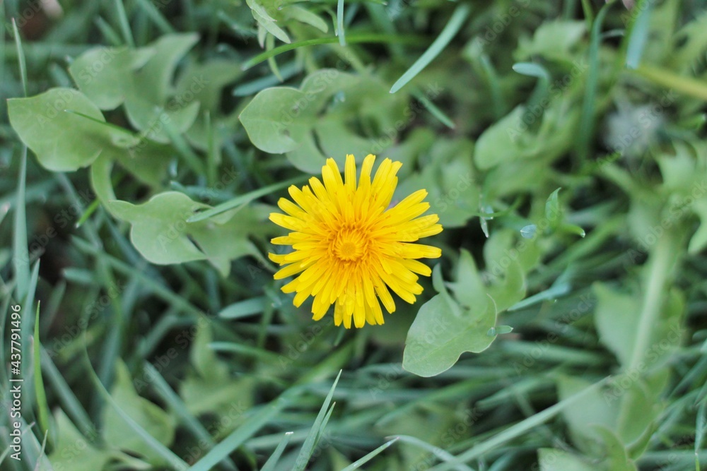 Yellow Dandelion in Grass Yellow Dandelion in Grass
