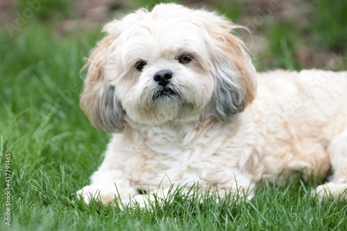 Furry Lhasa Apso in Grass