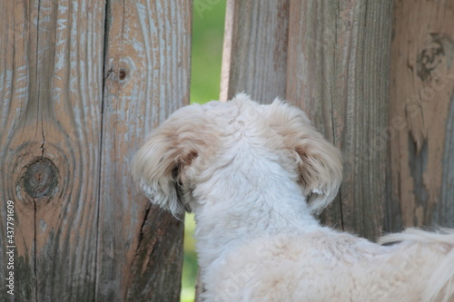 Lhasa Apso Looking Through Fence