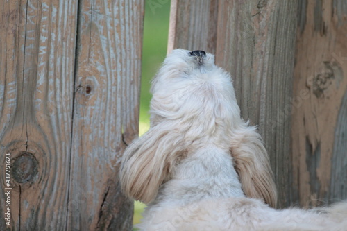 Lhasa Apso Barking and Looking Through Fence