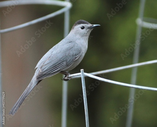 Gray Catbird Standing on Metal Wire