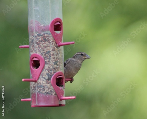Sparrow Looking to the Side