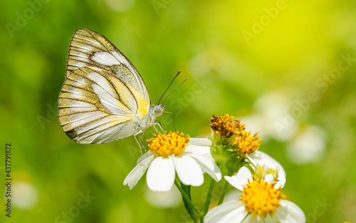 Butterfly in the flower garden © Kompor