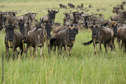 Migrating wildebeests, Masai Mara Game Reserve, Kenya © Michele Burgess
