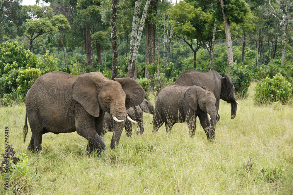 Group of elephants in woodland, Masai Mara Game Reserve, Kenya