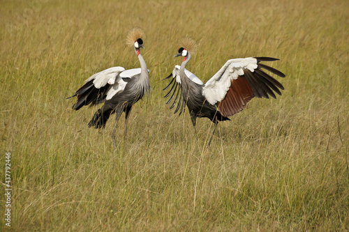 Gray crowned cranes doing mating dance, Masai Mara Game Reserve, Kenya