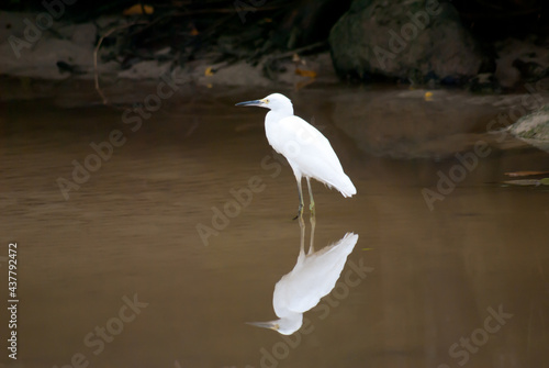 white bird and river