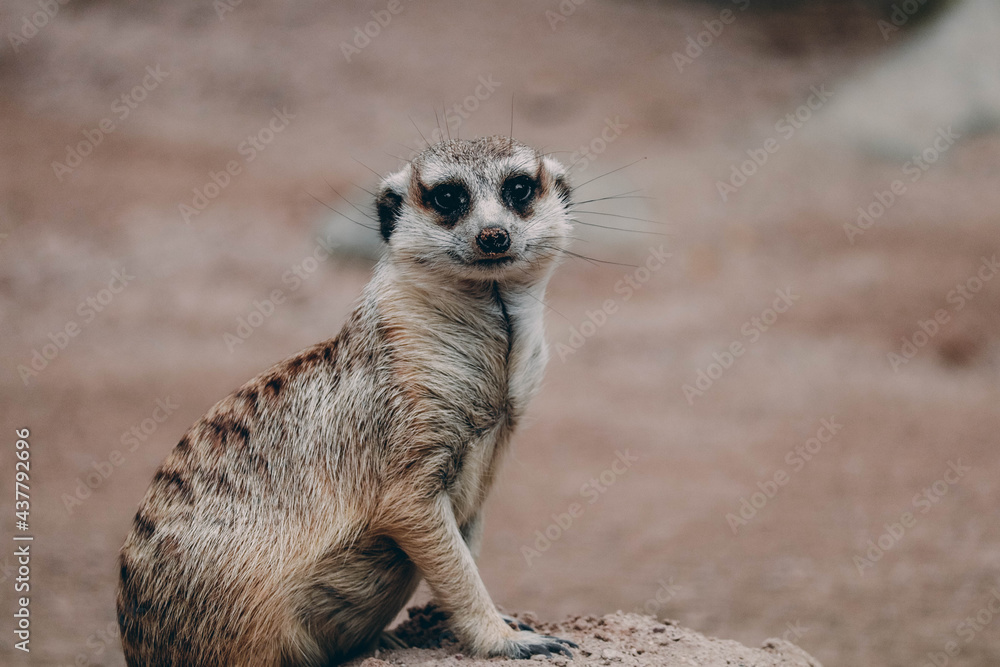 Fototapeta premium Suricata
