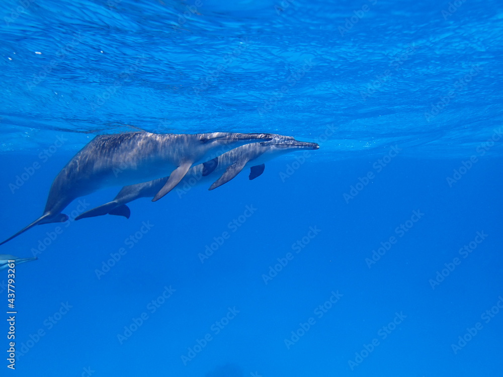 Fototapeta premium dolphin in the water