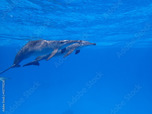 dolphin in the water