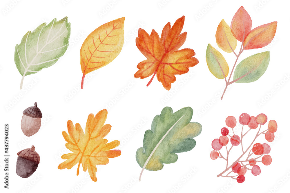 Obraz premium watercolor autumn fall leaves elements collection isolated on white background