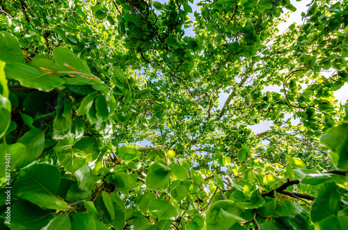 Green leaves, tree, leaf, sky