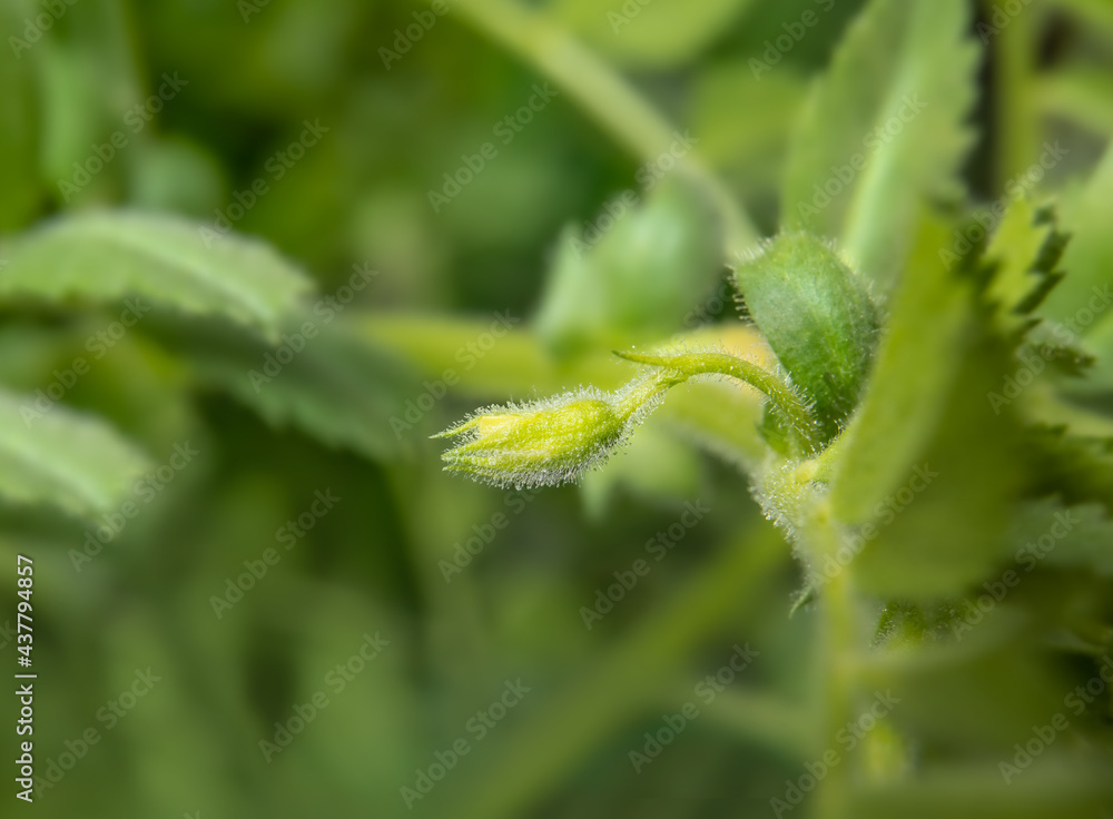 Kabuli chickpeas bud short before flowering, macro. Tine hairy green yellow bud. Known as bengal gram, garbanzo bean or cicer arietinum. Selective focus with defocused and abstract plant foliage. Kabuli chickpeas bud short before flowering, macro. Tine hairy green yellow bud. Known as bengal gram, garbanzo bean or cicer arietinum. Selective focus with defocused and abstract plant foliage.