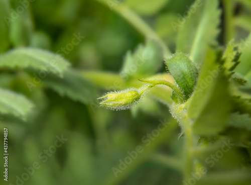 Kabuli chickpeas bud short before flowering, macro. Tine hairy green yellow bud. Known as bengal gram, garbanzo bean or cicer arietinum. Selective focus with defocused and abstract plant foliage.