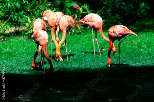 Flamingo standing together on the grass . Exotic birds in the tropical park