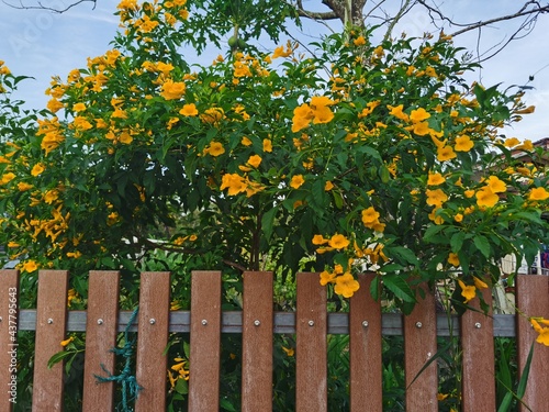 flowers and fence