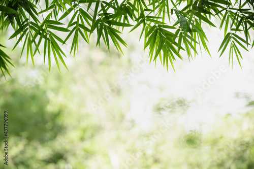 Beautiful nature view green bamboo leaf on blurred greenery background under sunlight with bokeh and copy space using as background natural plants landscape  ecology wallpaper concept.