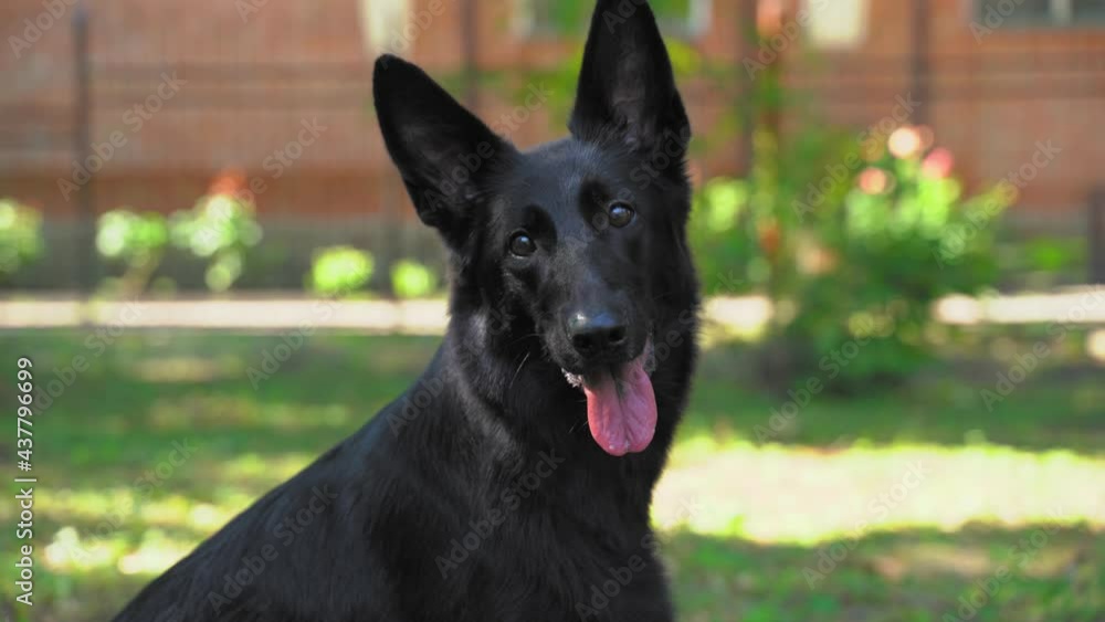Curious black Shepherd dog with pink tongue looks at camera sitting on lush green lawn grass in sunny spring park close view Curious black Shepherd dog with pink tongue looks at camera sitting on lush green lawn grass in sunny spring park close view