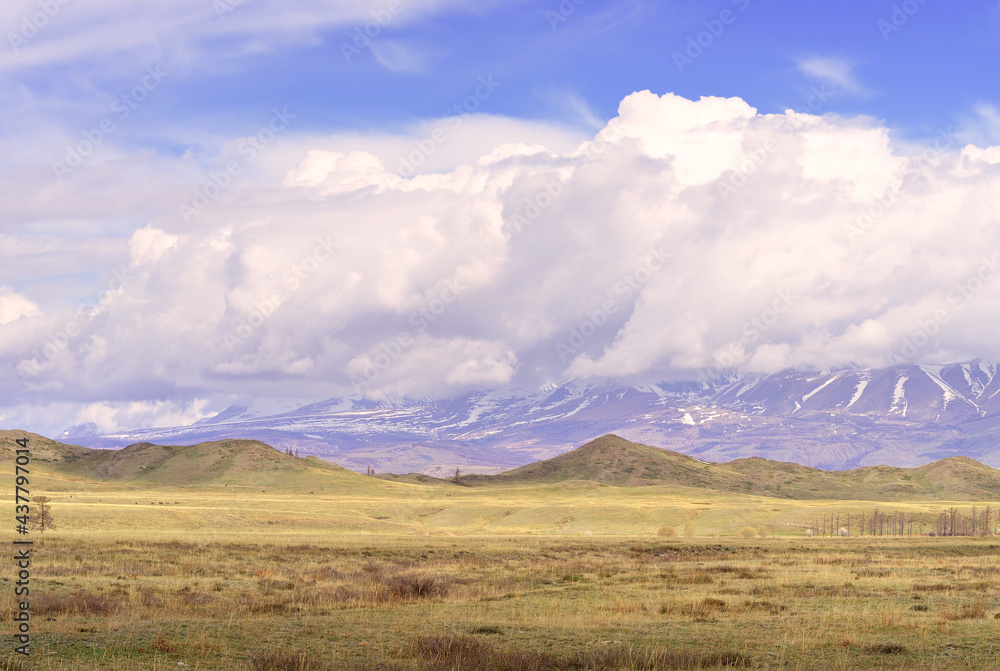 Kurai steppe in the Altai Mountains. Spring plain against the background of mountains under white fluffy clouds in a blue sky. Pure Nature of Siberia, Russia