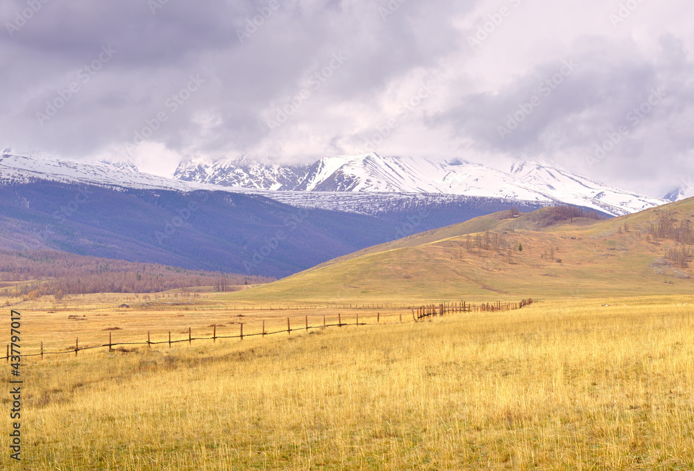 Obraz premium Kurai steppe in the Altai Mountains. Hillsides in spring against the backdrop of mountains under white clouds. Pure Nature of Siberia, Russia