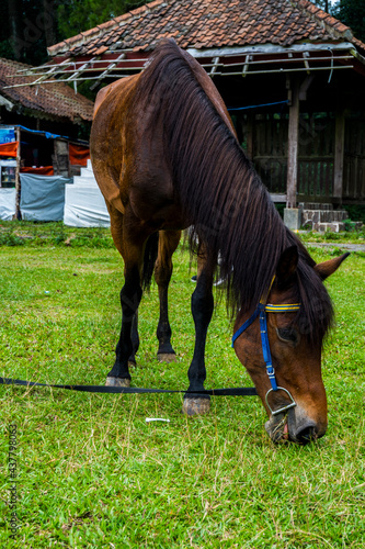 horse eating hay