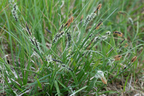 Sedge, Carex plants in natural environment