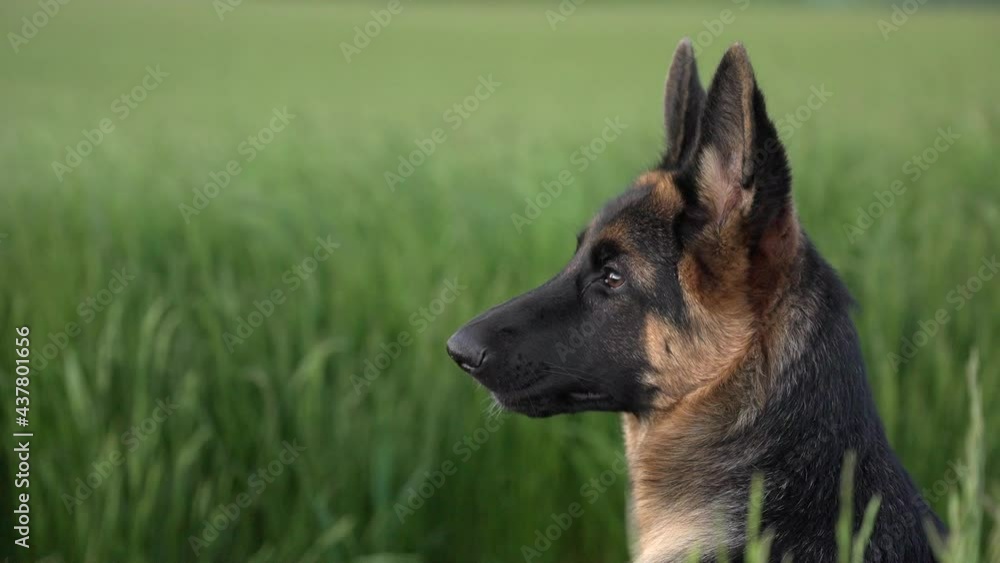 German shepherd looking off into the distance and walking away German shepherd looking off into the distance and walking away