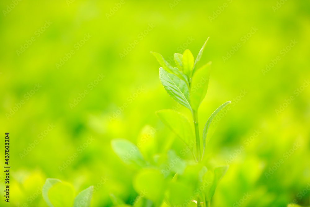 Green Buxus Sempervirens Bush Background. Green Buxus Sempervirens Bush Background.