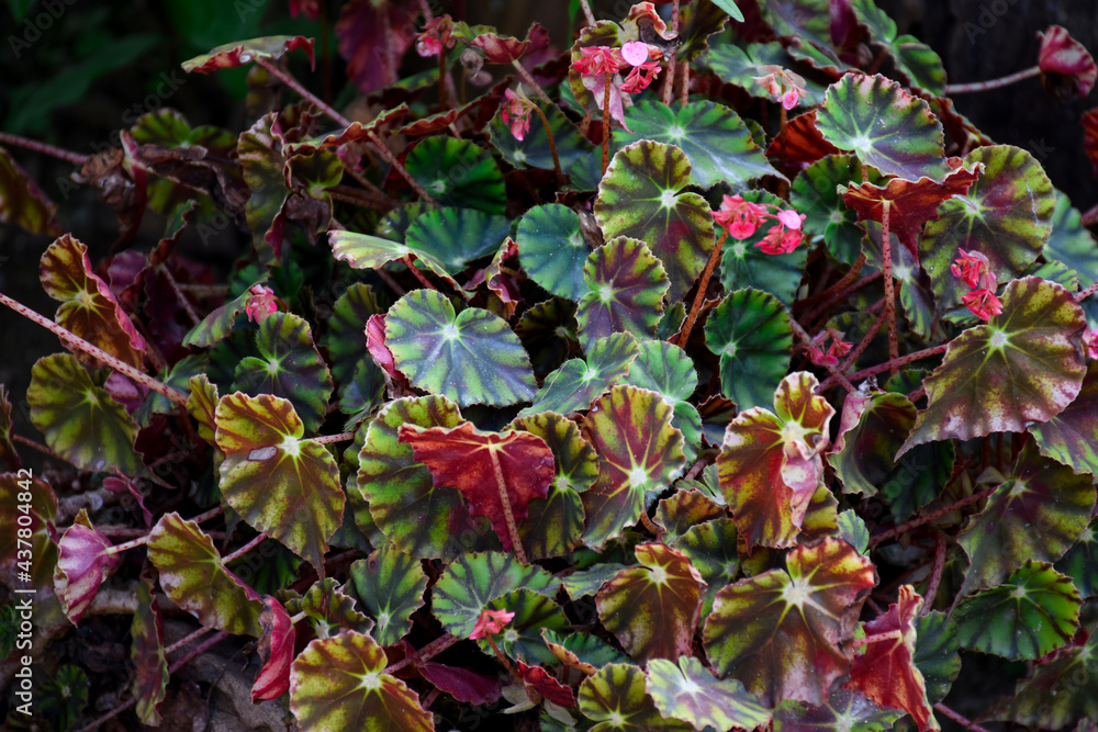 Begonia rex leaves, a mix of green, pink or burgundy Begonia rex leaves, a mix of green, pink or burgundy